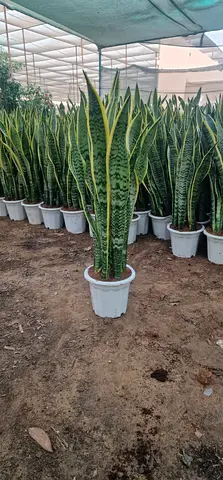 Beautiful Snake Plant