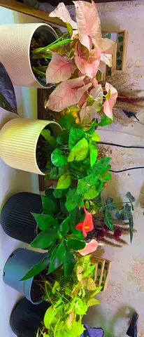 Indoor plants for sale