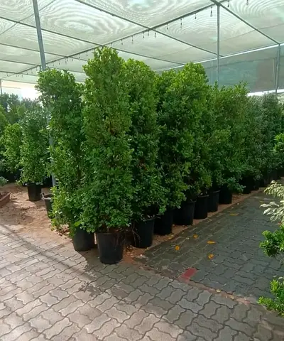 Lush Green Potted Plants for Your Garden