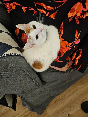 Very Cuddly Cat free adoption (Yasmeen)