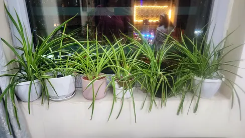 Selling plants small to big without pots