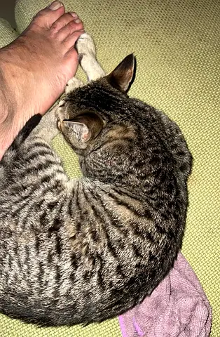 cat for adoption for free