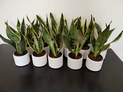 Snake Plant – Only 15 AED with Pot | Perfect Gift • Easy Care • Air Purifier