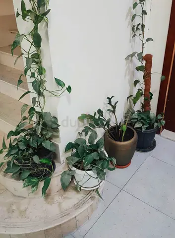 Potted Indoor  outdoor Plants for a Lush Look