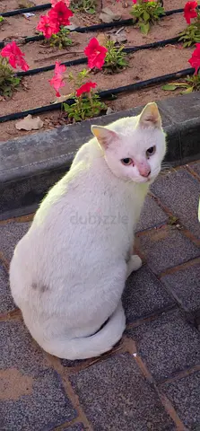 White cat with collar found next to Millennium Residences Saadiyat Island Island - abu dhabi.
