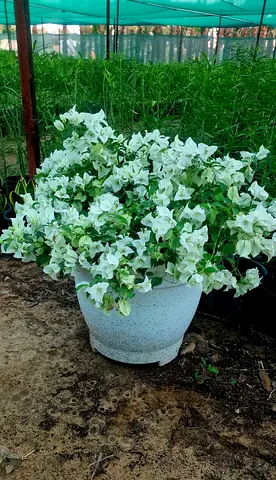Stunning Bougainvillea Plant in Beautiful Pot