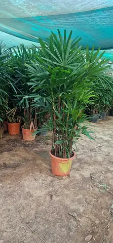 Elegant Raphics Palm 1.5m