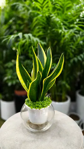 Well Snake plant indoor zero maintenance