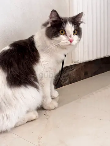 Lost cat found in Alriyadh city abu dhabi