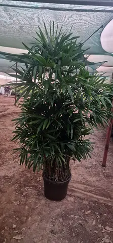 Raphics Plant 250-270cm HT