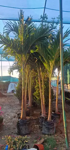 Vetchia Palm 2.5-3m HT