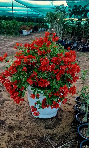 Beautiful Bougainvillea Plant in Decorative Pot