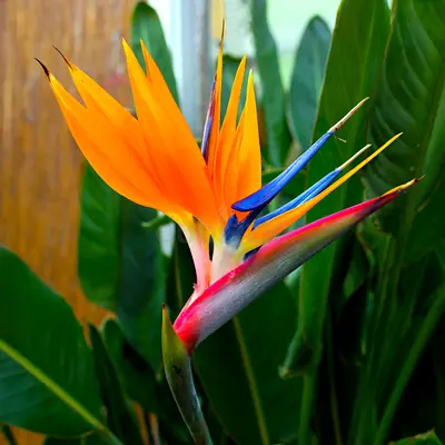 Vibrant Bird of Paradise Plant for Your Home