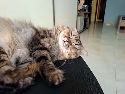 Persian Cat for Adoption