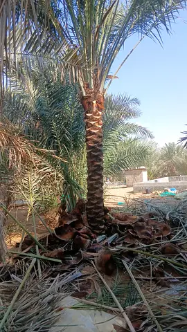 Date palm trees