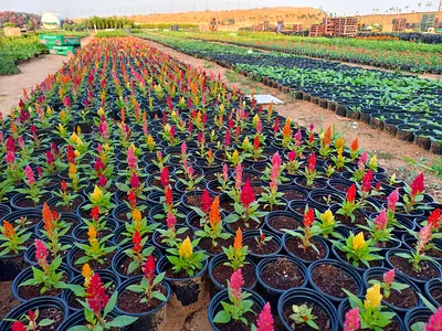 Outdoor plants (please contact on WhatsApp for details)