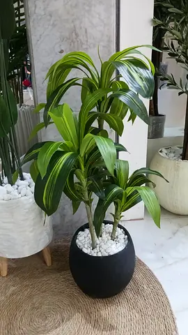 Beautiful Indoor Green Plant with Decorative Pot