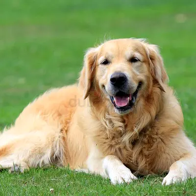 Golden retriever Male Dogs available