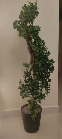 Cute and Beautiful Tree for Decoration