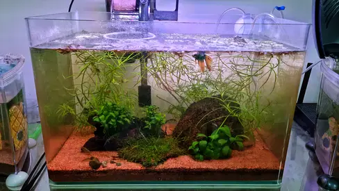 Betta Fish Tank 10gallon