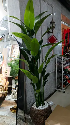 Elegant Indoor Plant for a Fresh Ambiance