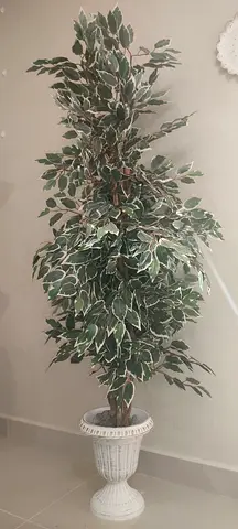 Elegant Tree for decoration