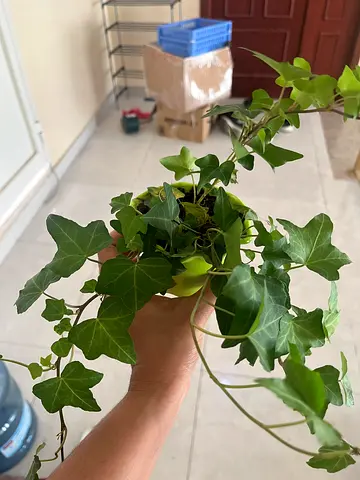 Beautiful Ivy Houseplant in Pot