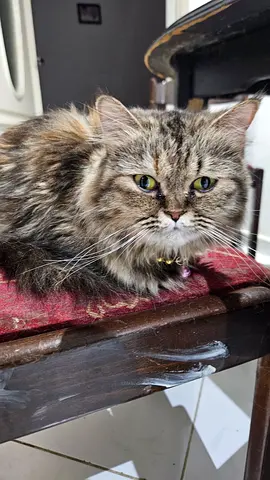 Adorable Persian Cat Looking for a Loving Home