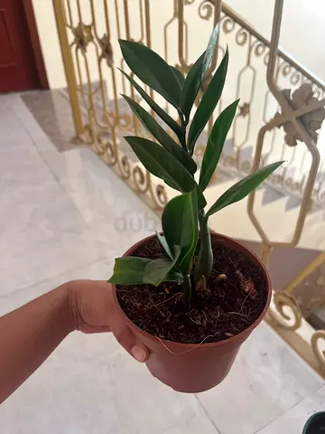 Potted Indoor Plant for Sale