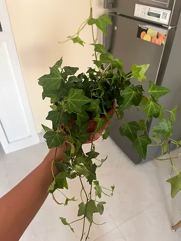 Beautiful Ivy Plant for Your Home