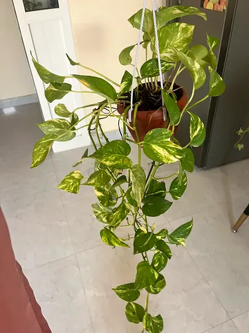 Beautiful Hanging Pothos Plant for Sale