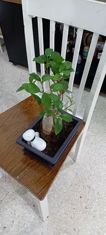 bonsai for sale