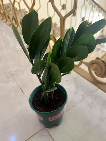 Beautiful Indoor Plant - ZZ Plant for Sale