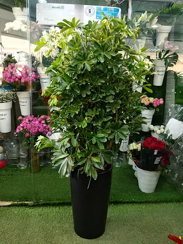 Schefflera Arboricola (Dwarf Umbrella Tree)