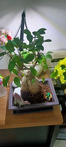 Beautiful Indoor Plant with Decorative Pot