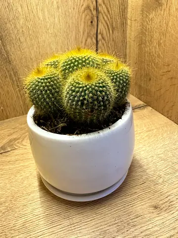Cactus Plant with ceramic Pot