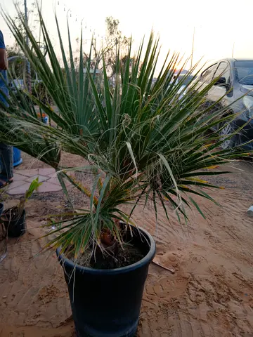 Beautiful Potted washingtonia Palm Plant