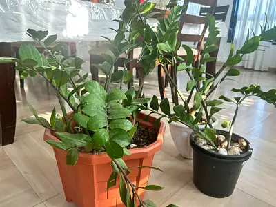 plant for sale