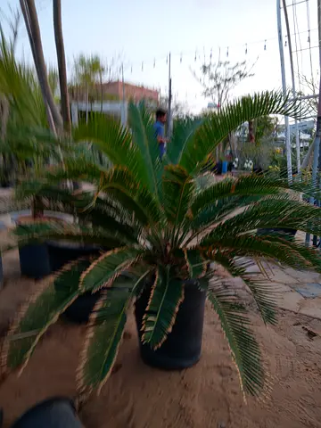 Beautiful Potted sago Palm Tree for Your Garden
