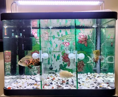 Large Aquarium Tank with Cabinet, Oscar Fish  Hospital Tank – Full Setup – Adjustable Air Pump