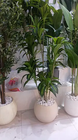 Elegant Indoor Plant Decoration