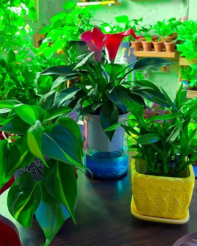 3 indoor plants for sale