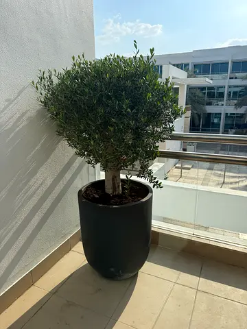 Stylish Indoor Plant in Modern Black Pot