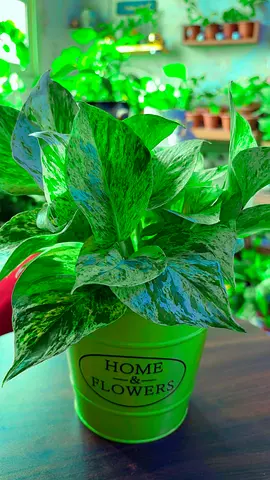 Marble queen Pothos Indoors plants for sale