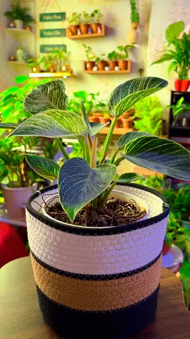 Philodendron Birkin indoor plant for sale