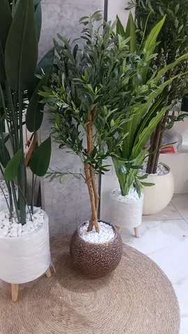 Elegant Indoor Potted Plant with Decorative Pot