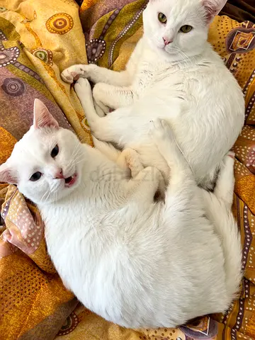 Animal Adoption
