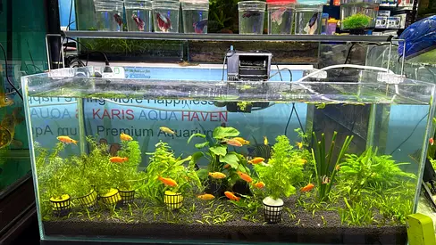 Beautiful Aquarium Setup with Decorative Plants