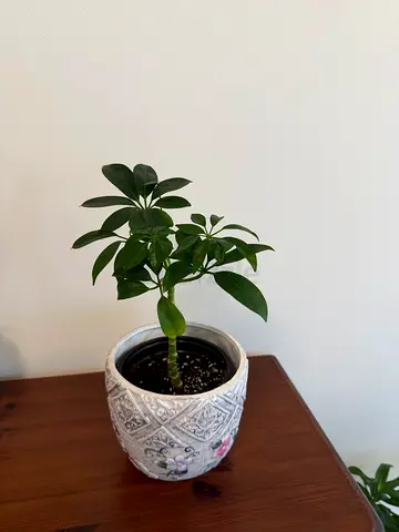 Chefflera plant, comes with pot