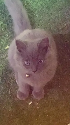Lost pet my cat British long hair color is gray 4 months old lost from yesterday night from sharjah